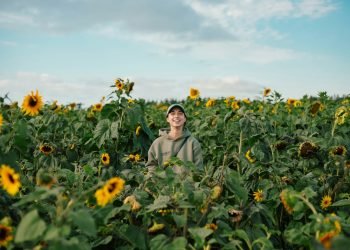 A man standing in a field of sunflowers