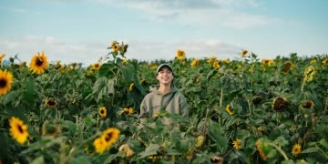 A man standing in a field of sunflowers